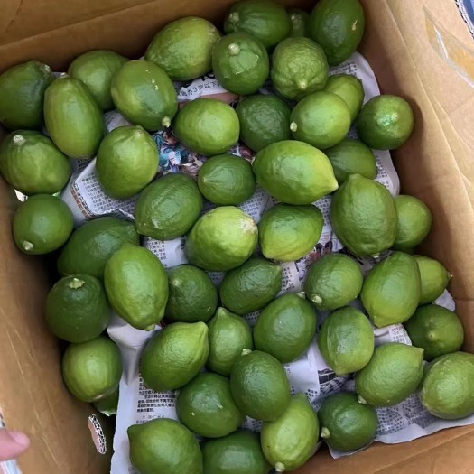 广州广东香水柠檬