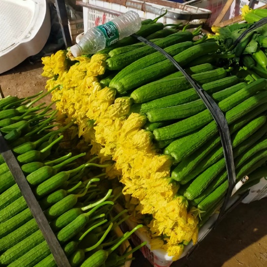 濮阳县鲜花丝瓜，量大.货好