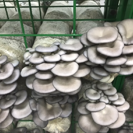 平菇菌包 预定