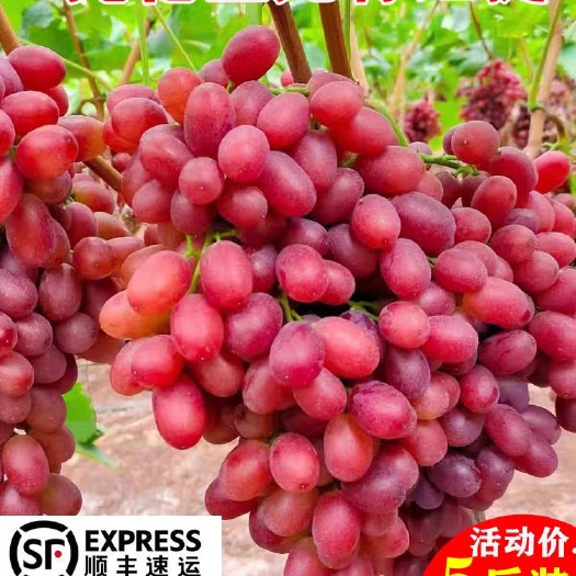 德昌县新鲜无籽红提现摘克伦生红提葡萄顺丰4/5斤凉山西昌农家水果礼