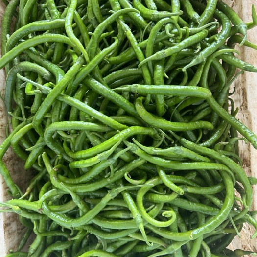 昆明线椒基地直发