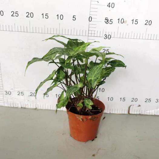 广州彩叶芋颜色鲜艳七彩丰富多彩合适室内室外常备绿植开花绿植盆栽。