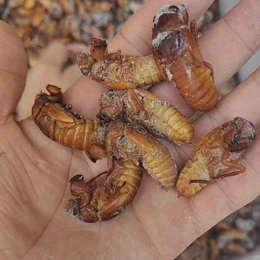 邛崃市金蝉银蝉知了猴竹蝉现货5吨