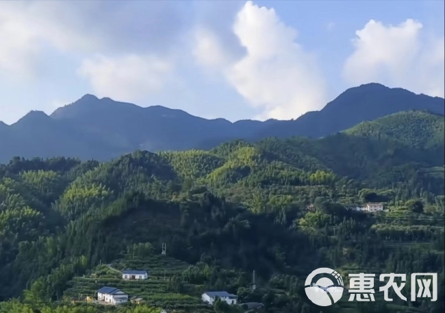 湖南炎陵黄桃等高山水果，香甜可口，价格合理