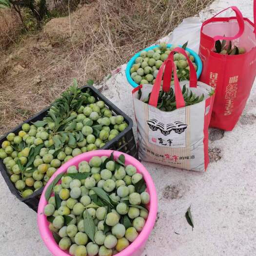 渠县四川特产清脆脱骨李