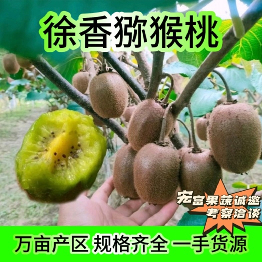 陕西徐香猕猴桃专业种植口感好型号规格齐全