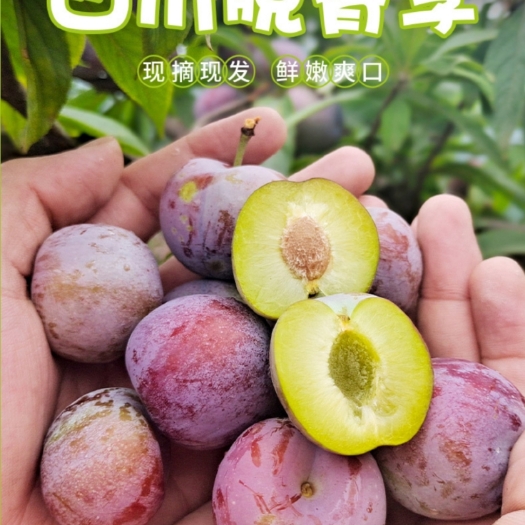 汉源县四川汉源脆红李