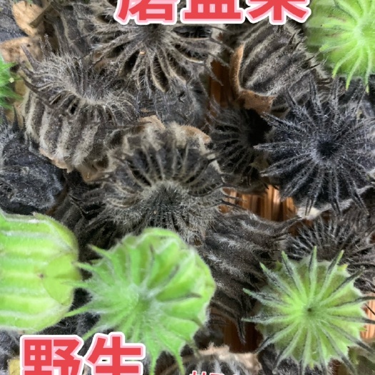 淅川县磨盘草磨盘果耳鸣草