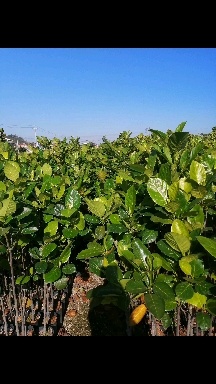 普宁市海南干包菠萝蜜