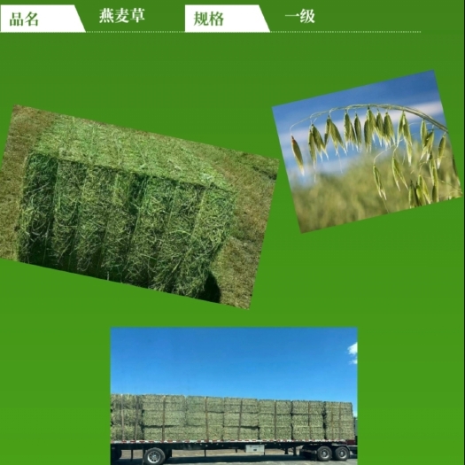 张掖燕麦，苜蓿，青贮玉米