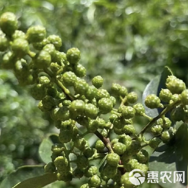 青花椒颗粒干度好麻味香浓特麻特香免打粉量大从优