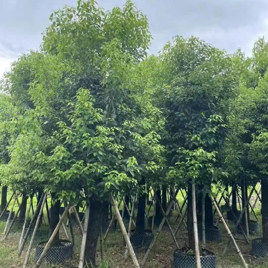 普宁市基地直销:大量香樟15-25公分，货靓价优