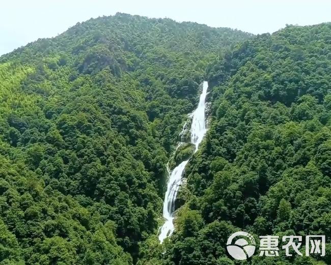 湖南炎陵黄桃等高山水果，香甜可口，价格合理