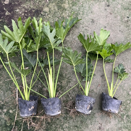 成都自苗圃生产的，数量大，价格优