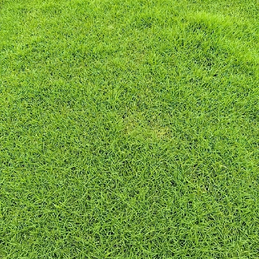 肥东县百慕大，黑麦草