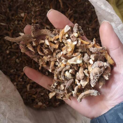 贵阳玉竹