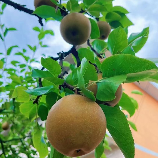 灌阳县黄花梨