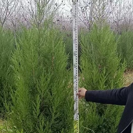 绛县蜀柏，各种规格蜀侩，质量保证，基地大量供应