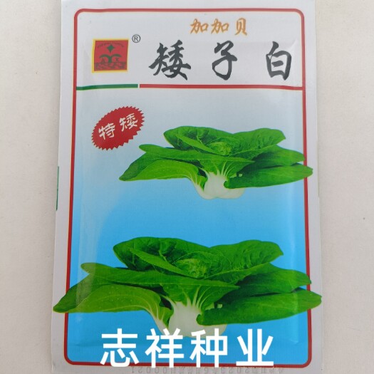 华容县科兴矮子白特矮矮脚白小白菜种子四季蔬菜种籽 耐热耐寒抗病