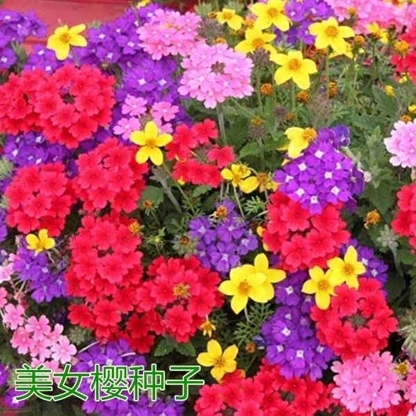 美女櫻種子庭院陽(yáng)臺(tái)室內(nèi)易種花種籽四季播種花種七彩繡球盆栽種子