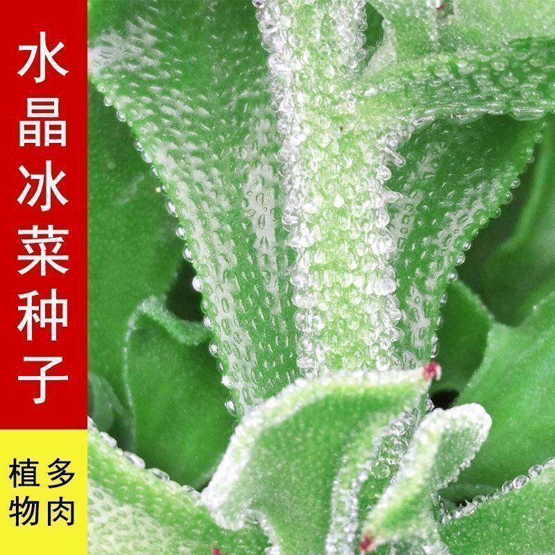 夏邑县养生水晶冰菜种子 口感独特 冰爽可口 春夏季均可播种