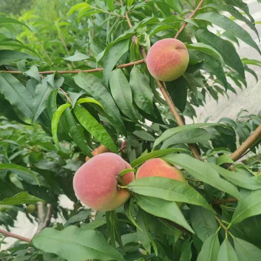 石阡县水蜜桃。果大味甜多汁