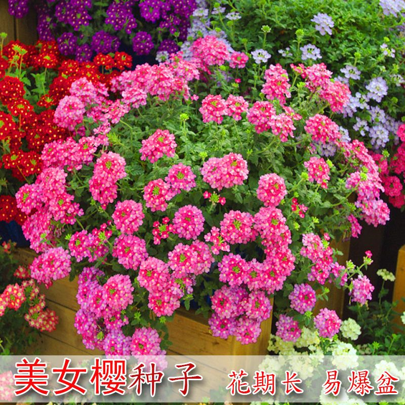 美女櫻種子庭院陽(yáng)臺(tái)室內(nèi)易種花種籽四季播種花種七彩繡球盆栽種子