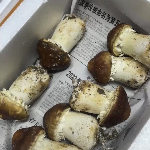 恩施市赤松茸