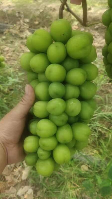 新沂市阳光玫瑰