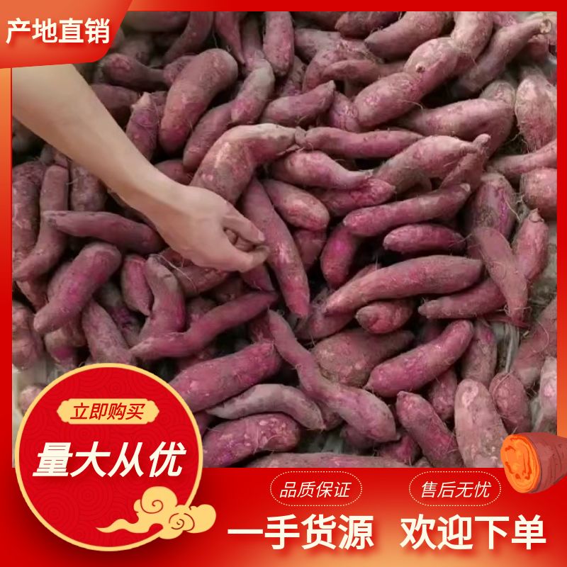 阳西县广东阳西一点红番薯，一级货源，大量有货！欢迎各位老板采购！