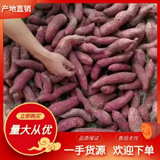 阳西县广东阳西一点红番薯，一级货源，大量有货！欢迎各位老板采购！
