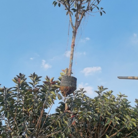 揭阳12分橡胶榕