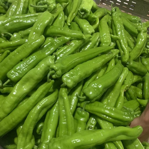 滑县黄皮椒