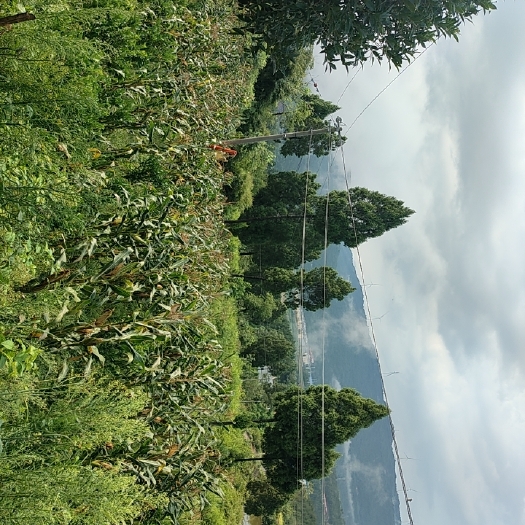 广元玉米杆及玉米