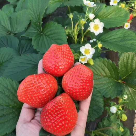 泰安隋珠草莓苗  香野草莓苗