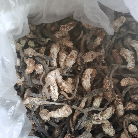磐安县公蝉花独角蝉花