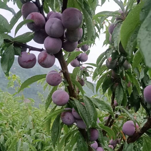 屏山县5月脆李清脆可口。颜色诱人。