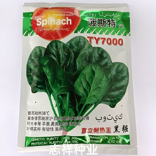 华容县菠斯特菠菜种籽TY7000直立黑亮特耐热 叶片肥厚光滑四季播