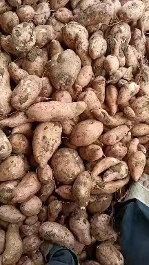 龙九红薯