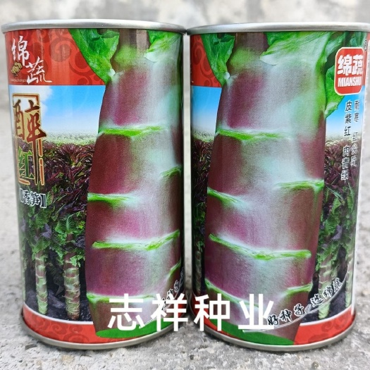 四川绵蔬醉红尖叶莴笋种子皮紫红青肉香笋耐寒莴苣春秋冬季蔬菜籽