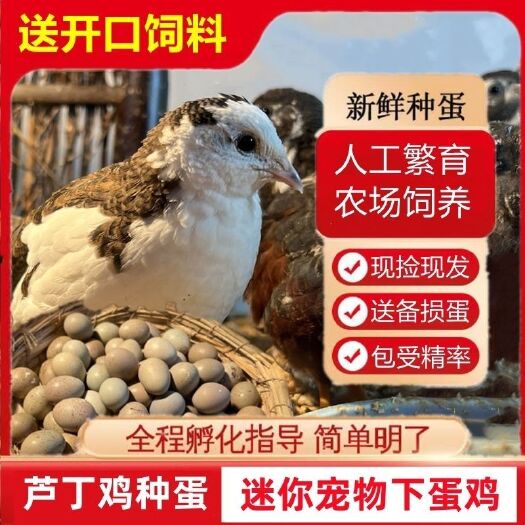 上海芦丁鸡受精种蛋精品德系种蛋收代理