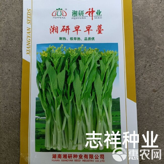 菜农专用42天上市白菜苔 湖南湘研早早苔白菜苔种子 耐热抗病