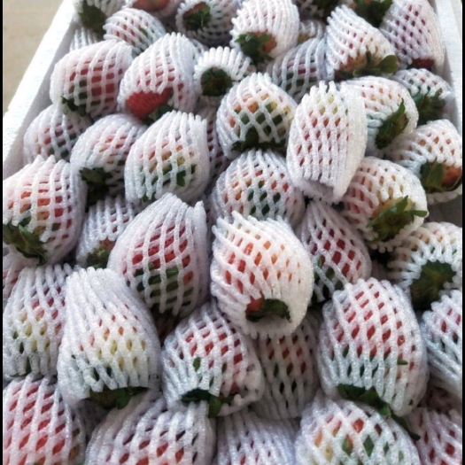 会泽县云南夏季草莓9.5斤网套果基地现货直发糖葫芦专用 一件代发