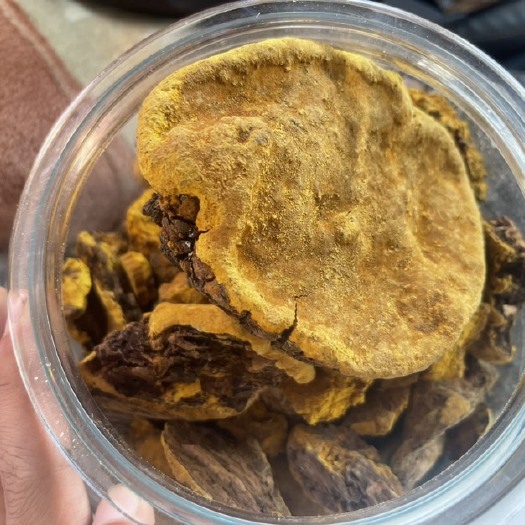 德钦县香格里拉德钦县 正品桑树桑黄 一手货源