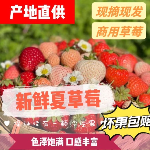 会泽县云南夏季双流新鲜草莓商用批发草莓酱烘焙糖葫芦一整箱包邮