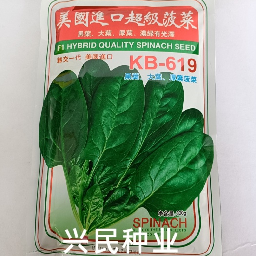 华容县美国引进菠菜籽种子四季蔬菜种子大叶菠菜籽速生基地专用300克