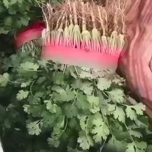 滑县香菜
