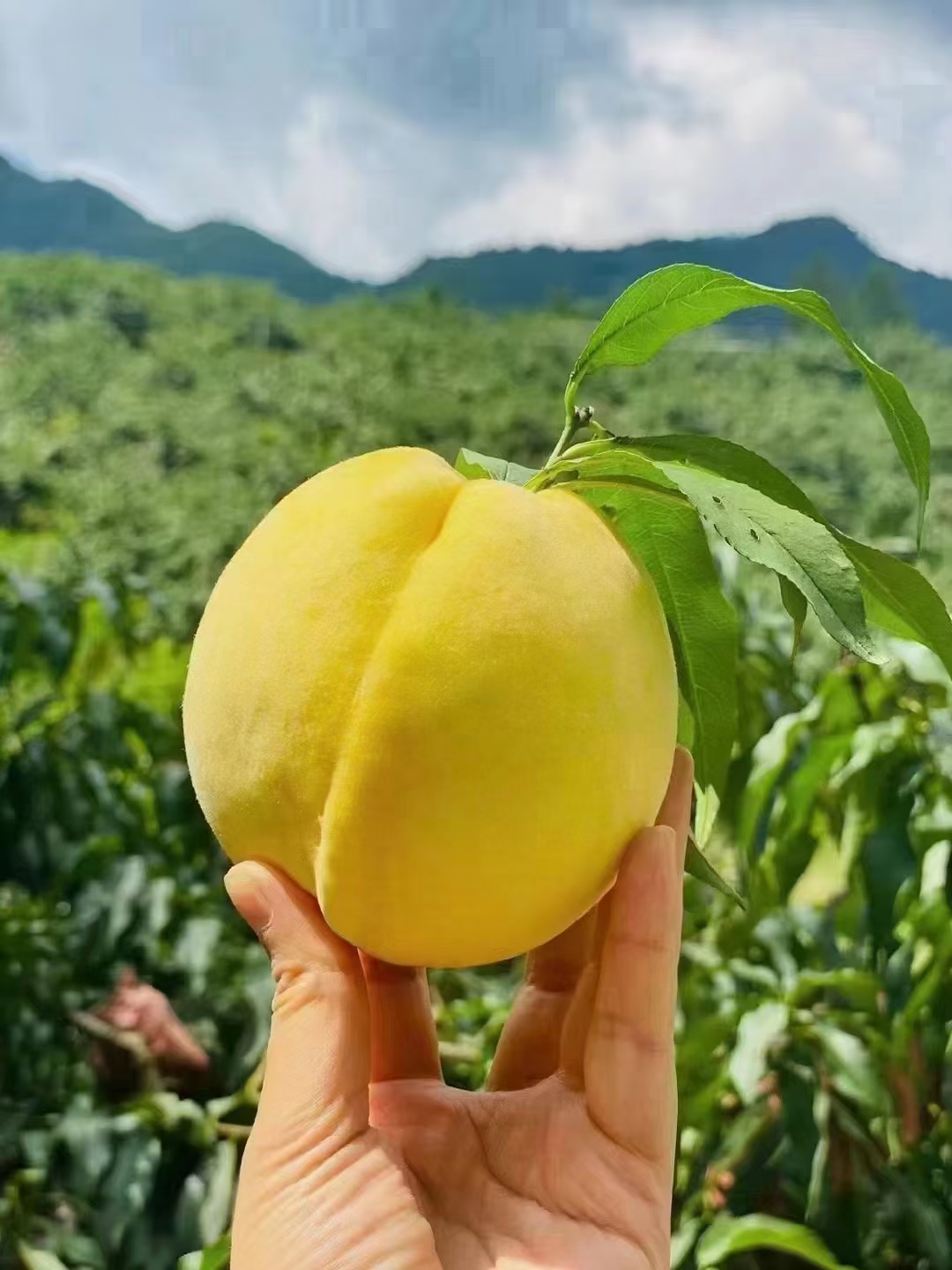 湖南炎陵黃桃等高山水果，香甜可口，好吃。