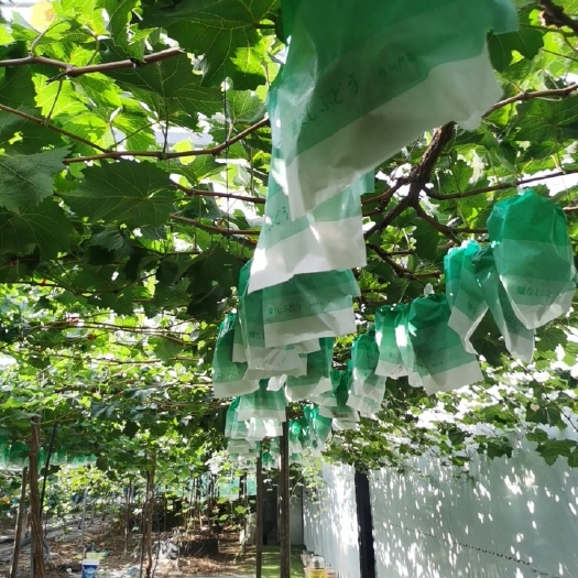 湖州阳光玫瑰葡萄