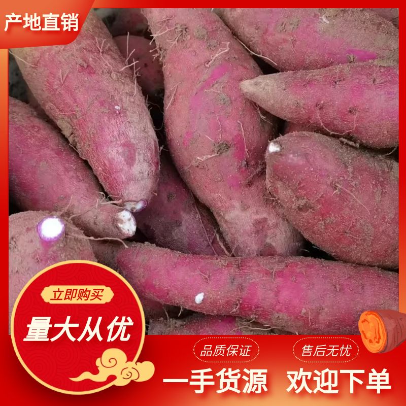 阳西县广东阳西一点红番薯，现在货源充足，一级货源，欢迎各位老板采购
